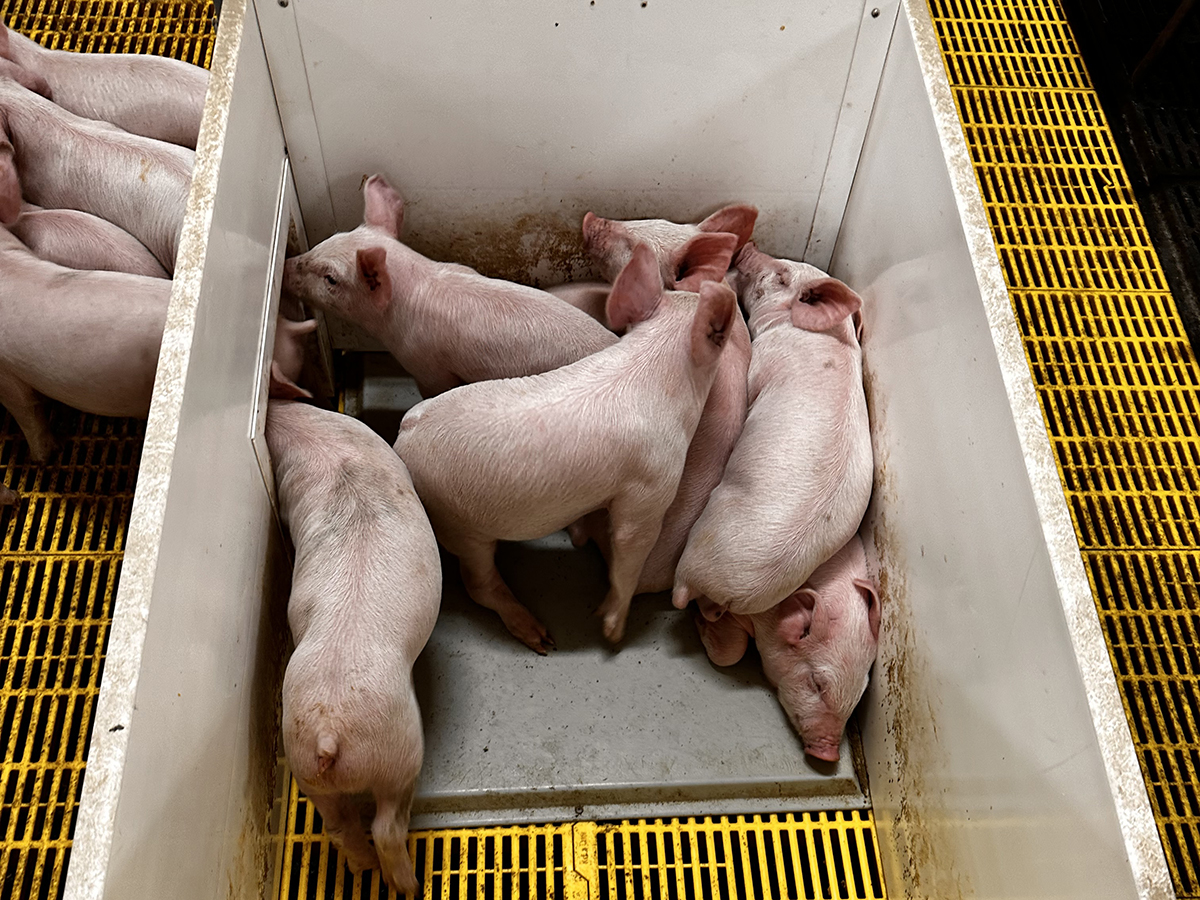 Young piglets moving from the farrowing crate to an area with a warming pad.