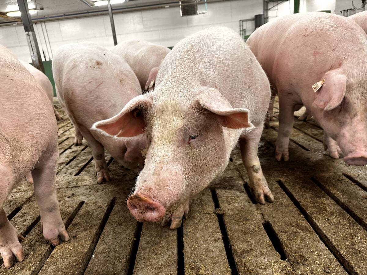 Close-up from eye-level of a group of gilts - young sow pigs - standing on the slatted floor of an indoor pen.