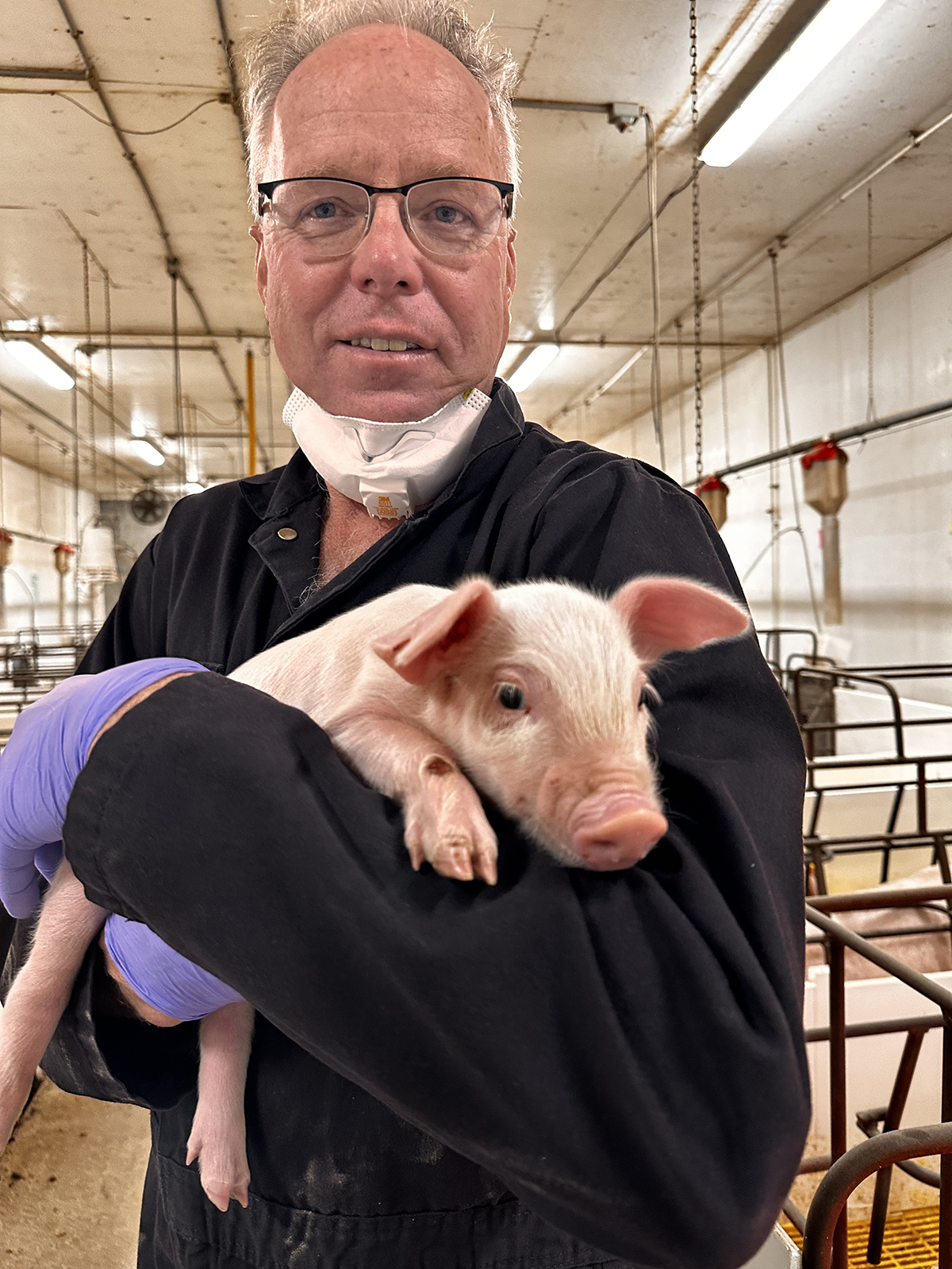Dr. Frank Marshall holds a piglet during a quarterly veterinary herd health check at the Hartland Colony.