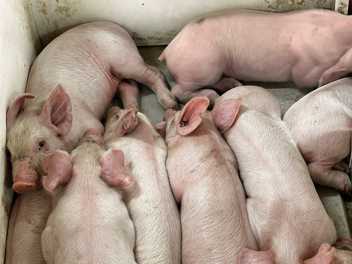 Young piglets snuggle up on a warming pad.