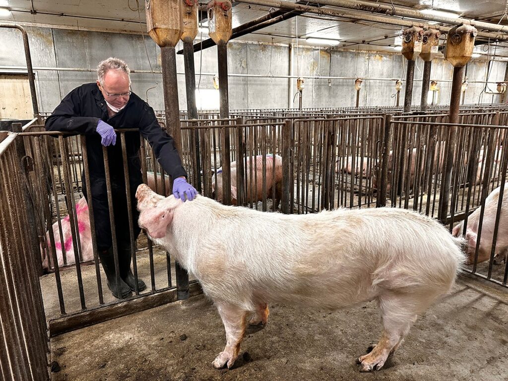 Dr. Frank Marshall leans into a pen to scratch the head of a sow at the Hartland Colony near Bashaw, Alta.