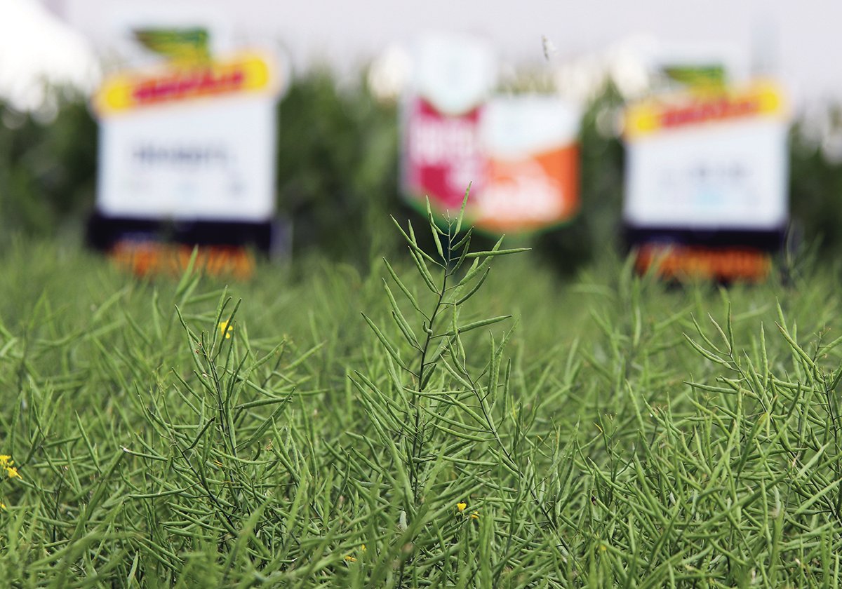 An immature canola plant growing in a crop plot at the Ag in Motion farm show near Langham, Saskatchewan.