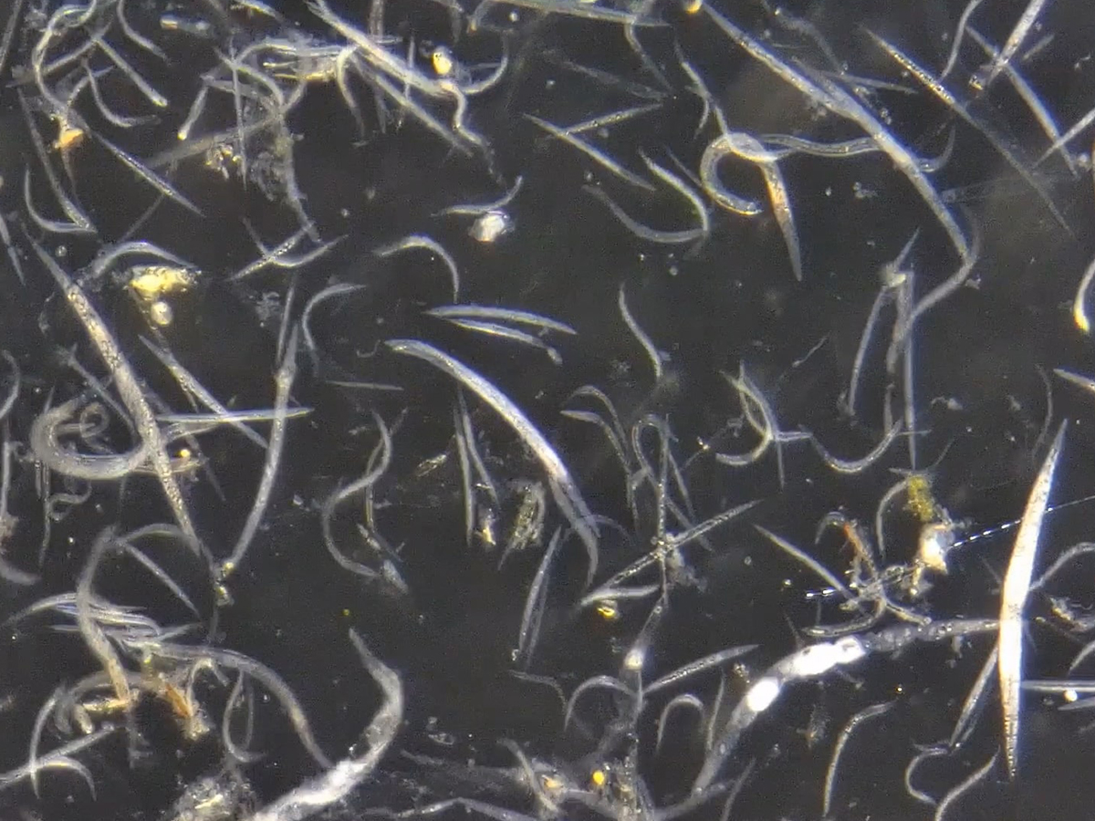 A close-up of biocontrol nematode worms.