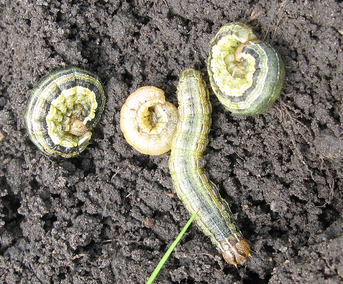 A close-up of four armyworms on soil highlighting the striping along their bodies that is the hallmark trait of a true armyworm.
