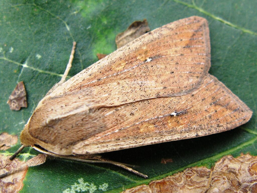 An adult armyworm moth sitting on a leaf.