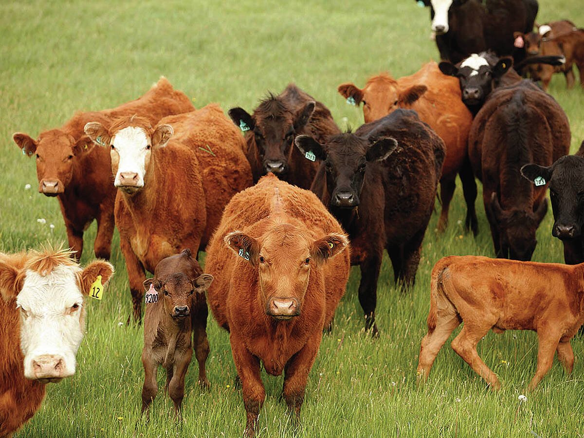 Cows and calves in a lush green pasture.