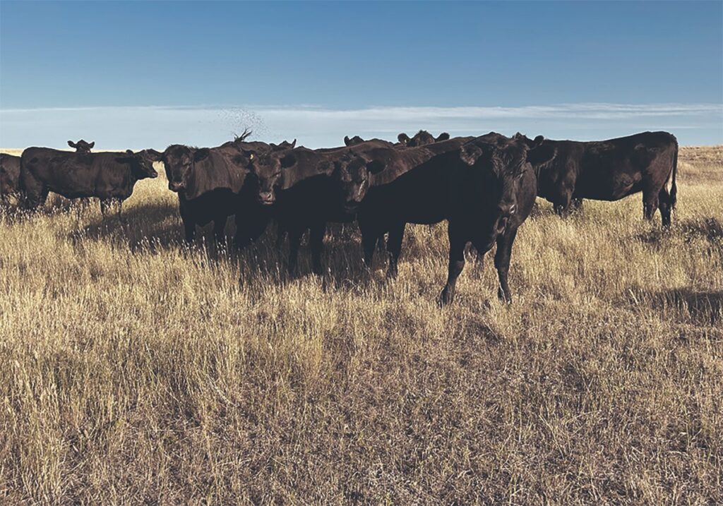 A small herd of black cattle stand in a very dry pasture.
