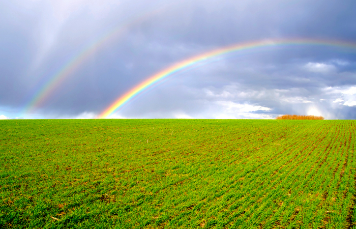 Varied moisture/crop conditions in Saskatchewan: report