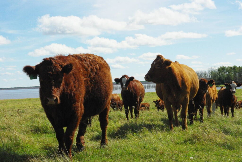 beef cattle on pasture