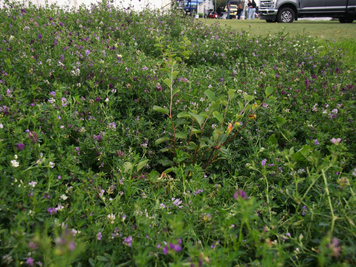 Silvopasture/intercropping of fruit trees with crops; alfalfa with saskatoon berry bush on display by Agriculture and Agri-Food Canada at Ag in Motion 2025. 