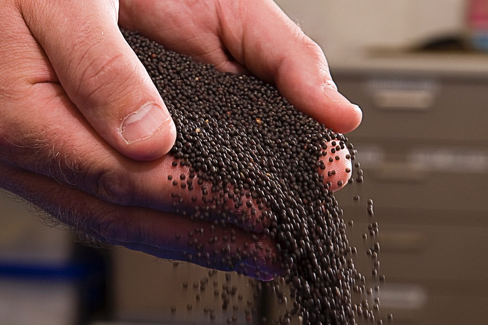 Australia nears breakthrough canola deal with China, sources say