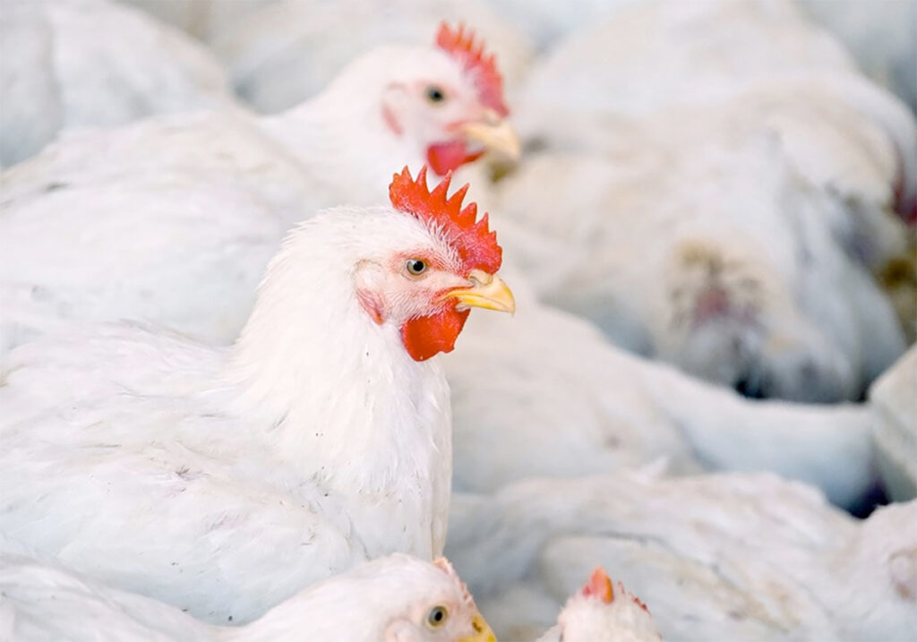 White chickens with red combs in a crowded barn.