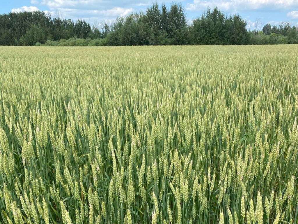 A lush green crop of midge-tolerant wheat with some trees in the background.