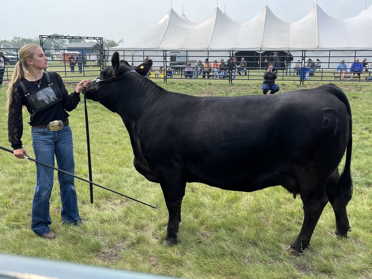 Morgan Sutter shows off her animal Charlie at the first annual junior cattle show at Ag in Motion 2025.