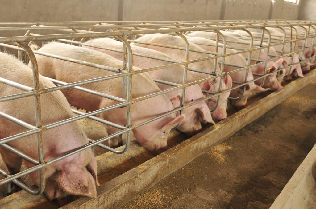 Daily customized diets for pigs slash environmental impact by 40 per cent and cut feeding costs by 12 per cent, a study from the University of Guelph has found. Photo: songqiuju/Getty Images