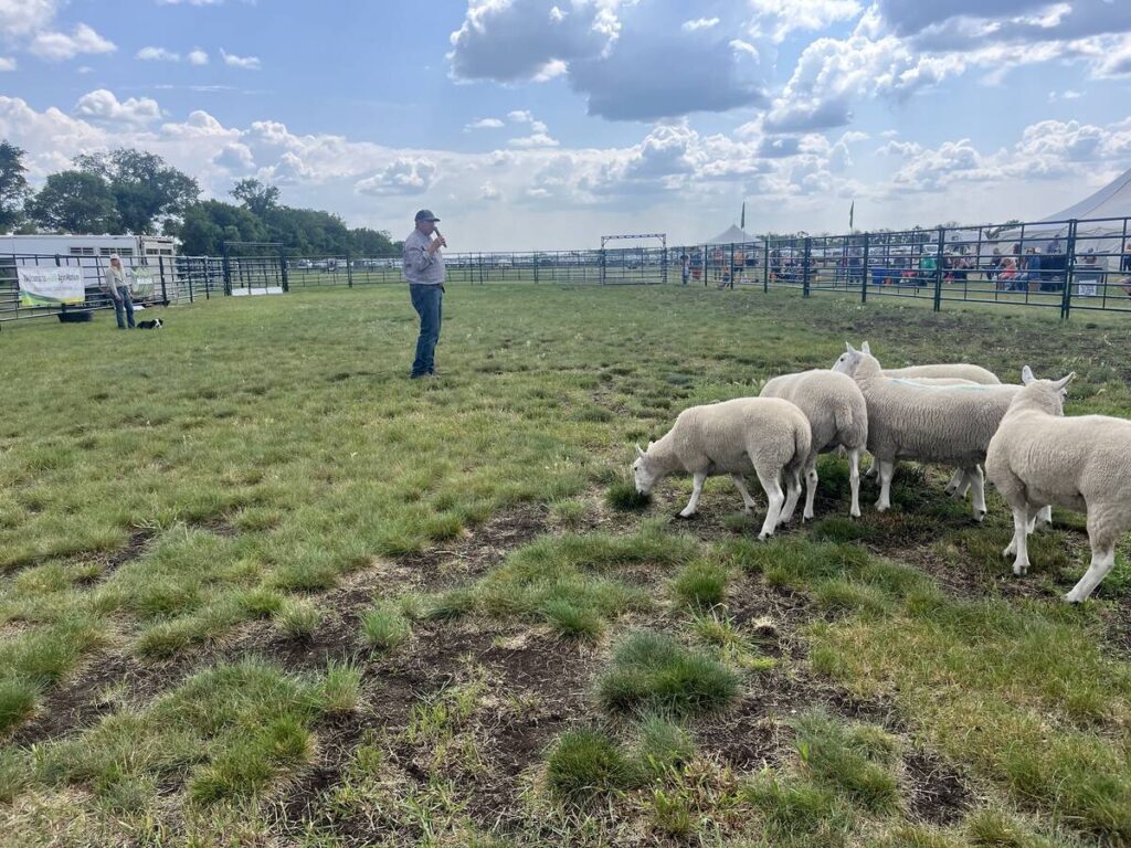 Jared Epp stands near a small flock of sheep and explains how he works with his stock dogs as his border collie, Dot, waits for command.