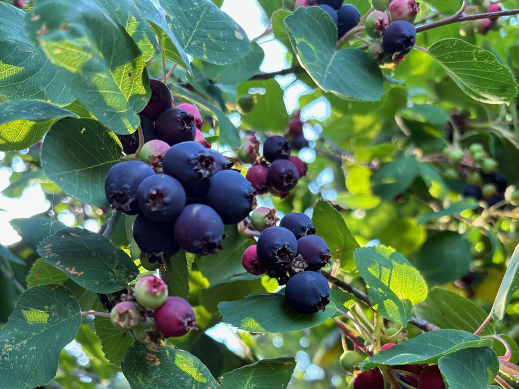 A clump of ripe saskatoon berries hang from a branch.
