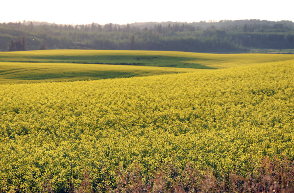 Agriculture ministers have agreed to work on improving AgriStability to help with trade challenges Canadian farmers are currently facing, particularly from China and the United States. Photo: Robin Booker