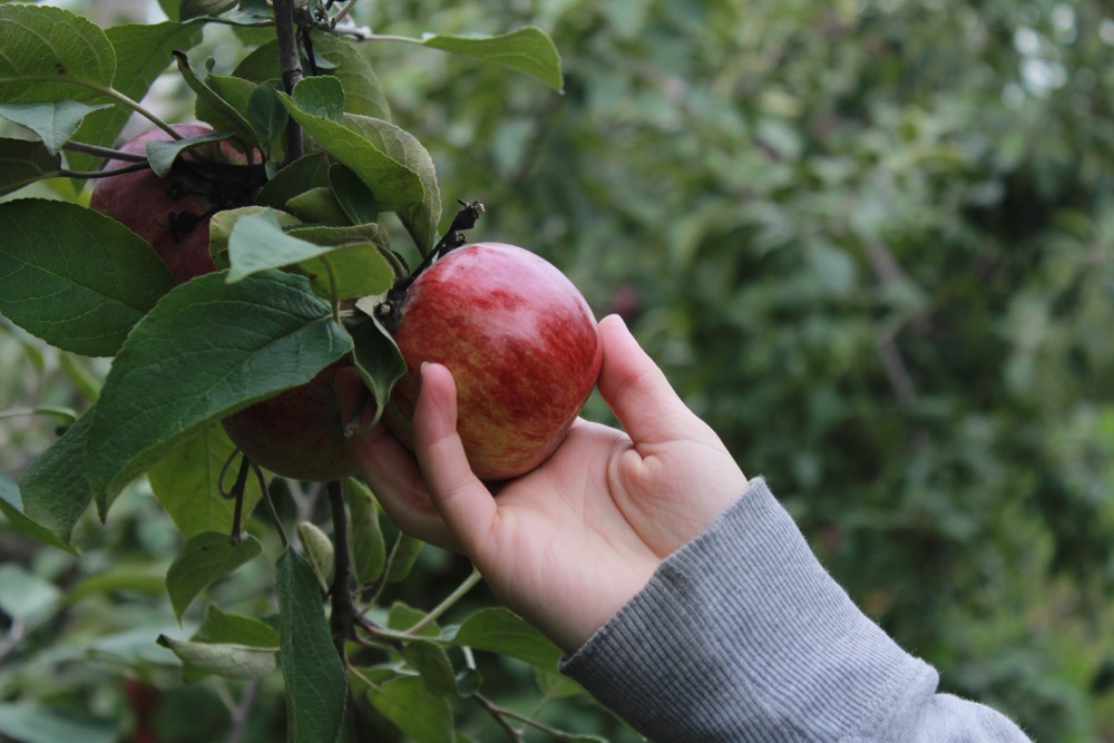 In South Korea’s ‘apple county’, farmers beg not to be sacrificed for US trade deal