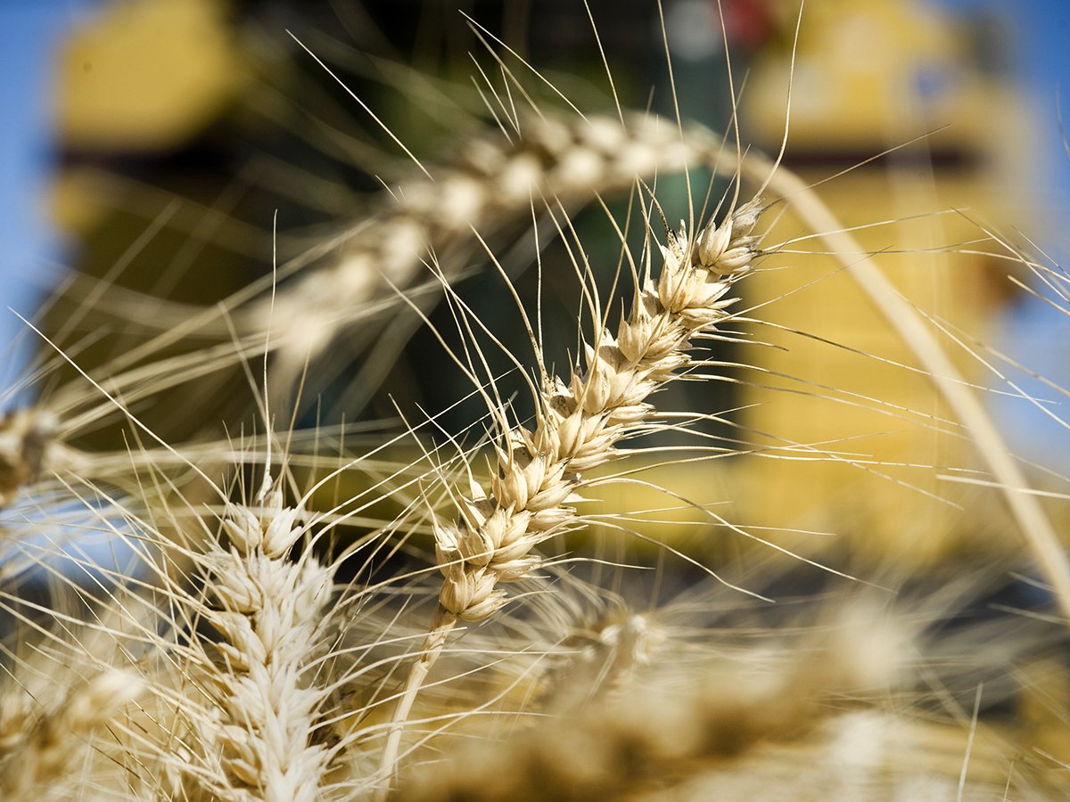 Close-up of a few soft white wheat heads with a yellow combine blurry in the background.