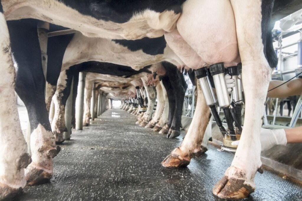 U.S. complaints about protectionist Canadian dairy policy hypocritical, report argues