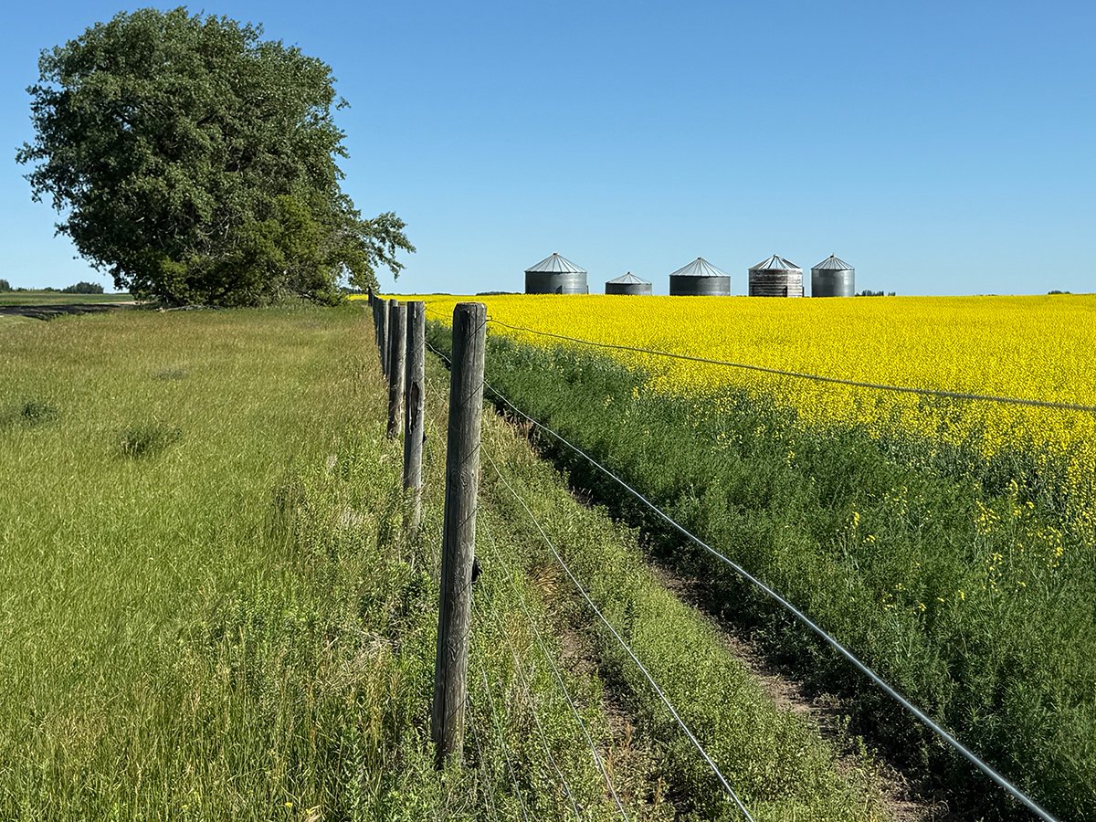 Looking down a fence line with a blooming yellow canola crop on the right side of the fence, a ditch and tree on the left, with five old metal and wooden granaries in the background.