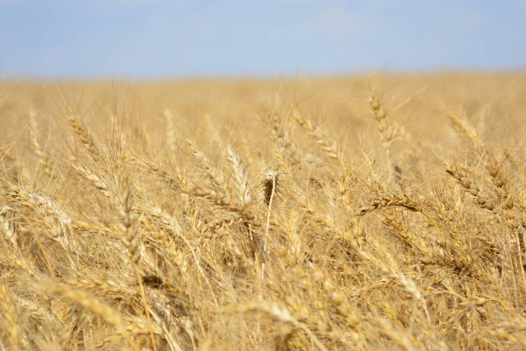 A ripe wheat field west of Marcelin, Sask. on August 27, 2022.