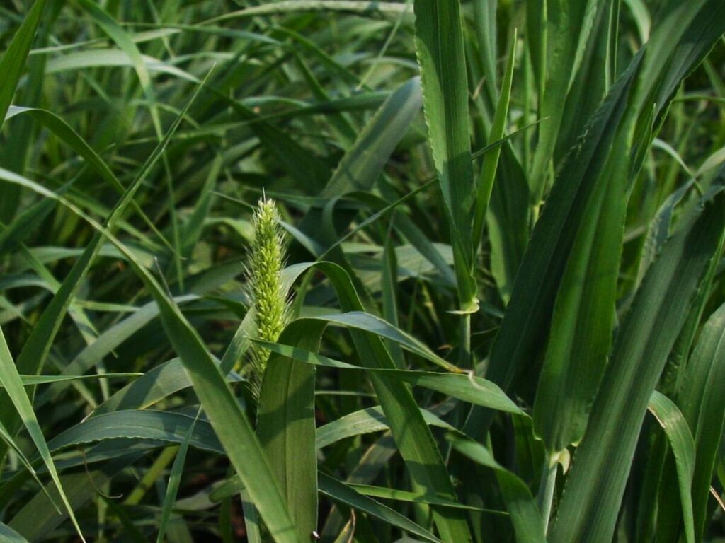 Barley plant close up. taken at AAFC plots at AIM on July 15, 2025.