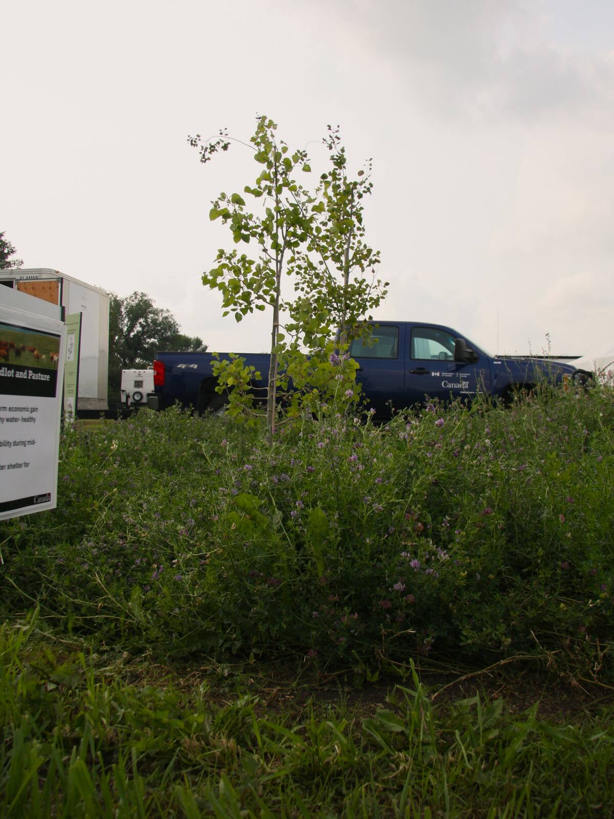 Silvopasture/intercropping of fruit trees with crops; alfalfa with hazelnut tree on display by Agriculture and Agri-Food Canada at Ag in Motion 2025.