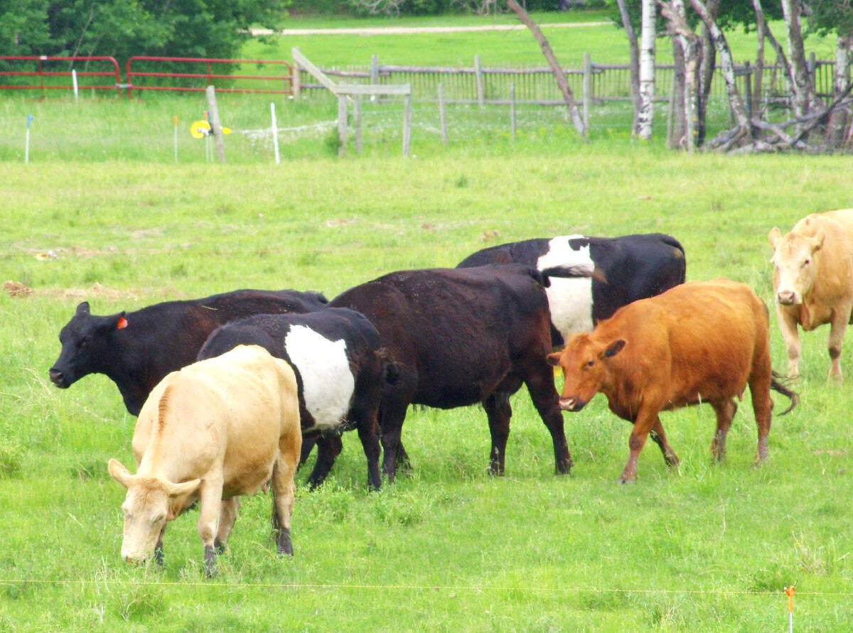 cattle on grass
