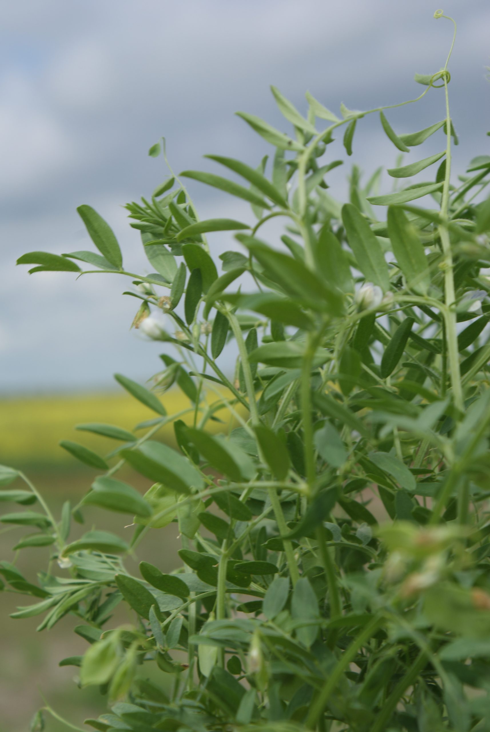Close-up of a lentil plant.
