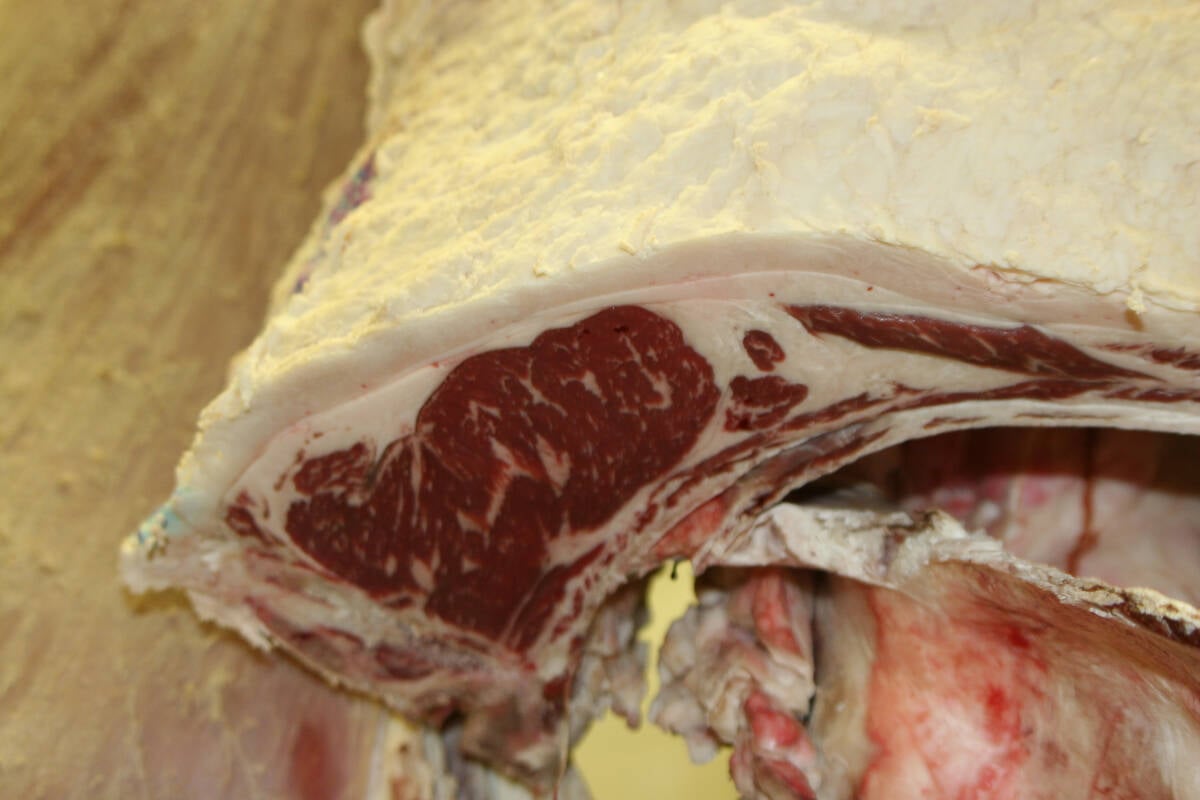 A close-up of the marbled meat on a side of beef.