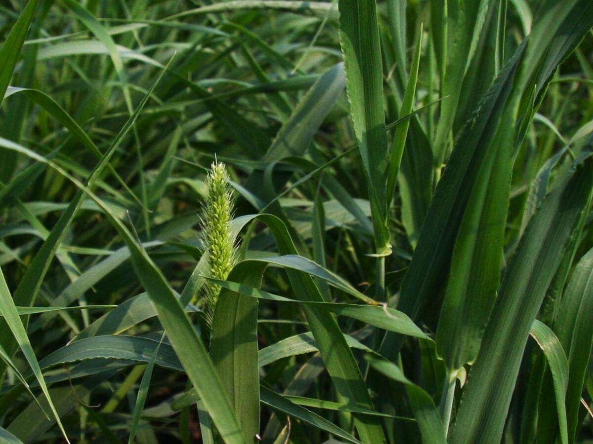 Barley plant close up. taken at AAFC plots at AIM on July 15, 2025.