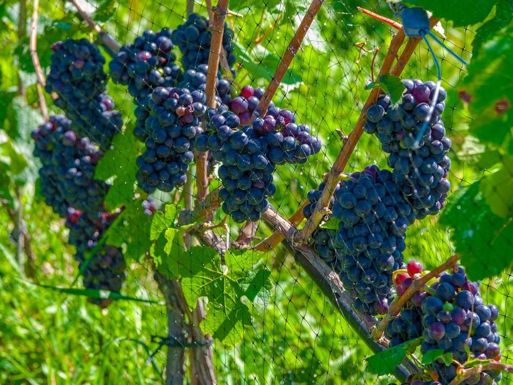 Pinot Noir, pictured here, and Chardonnay have gained traction nationwide in the past decade, particularly in B.C.