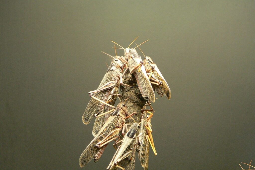 Locusts spread in Ukraine’s south as war disrupts control measures
