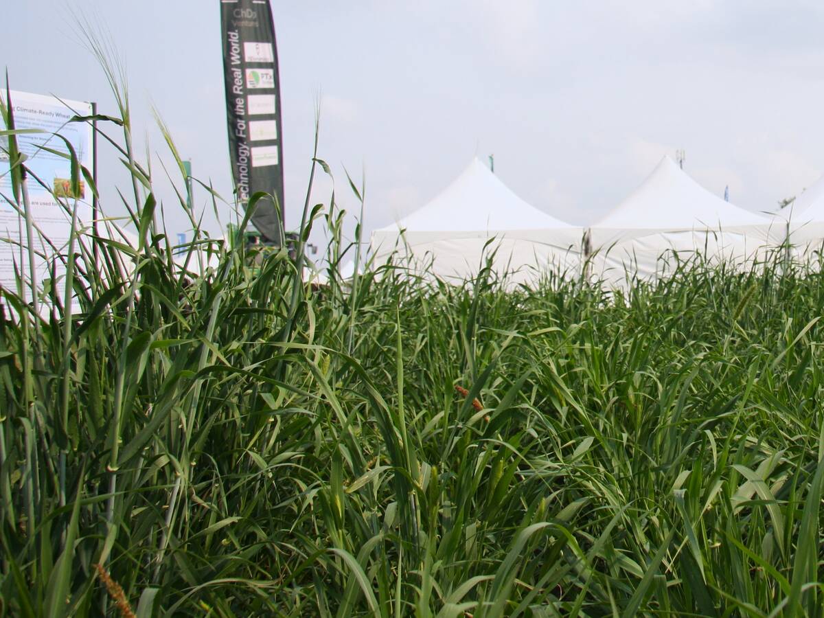 Kui Liu barley variety mix taken at AAFC plots at AIM on July 15, 2025.