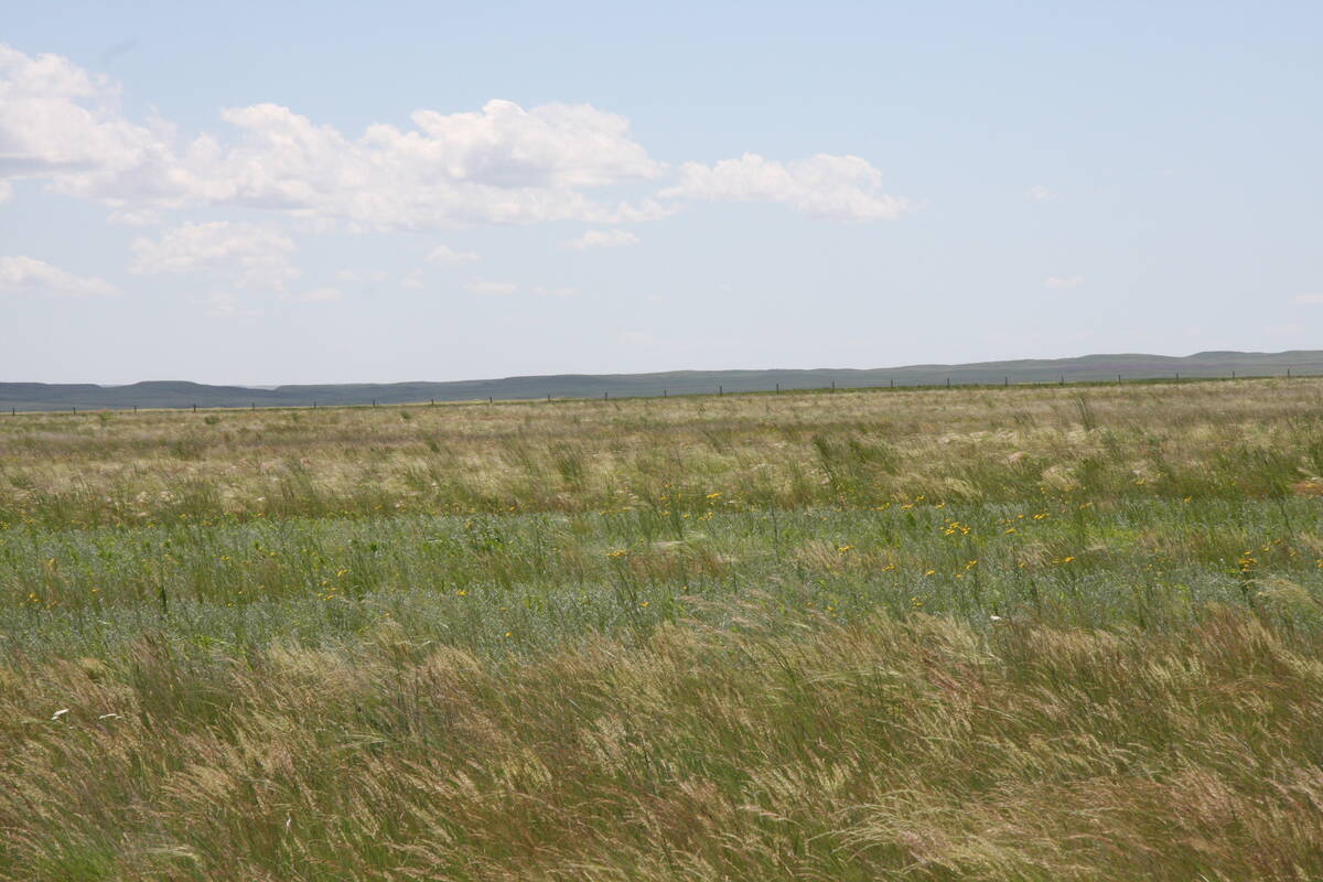 grasslands
