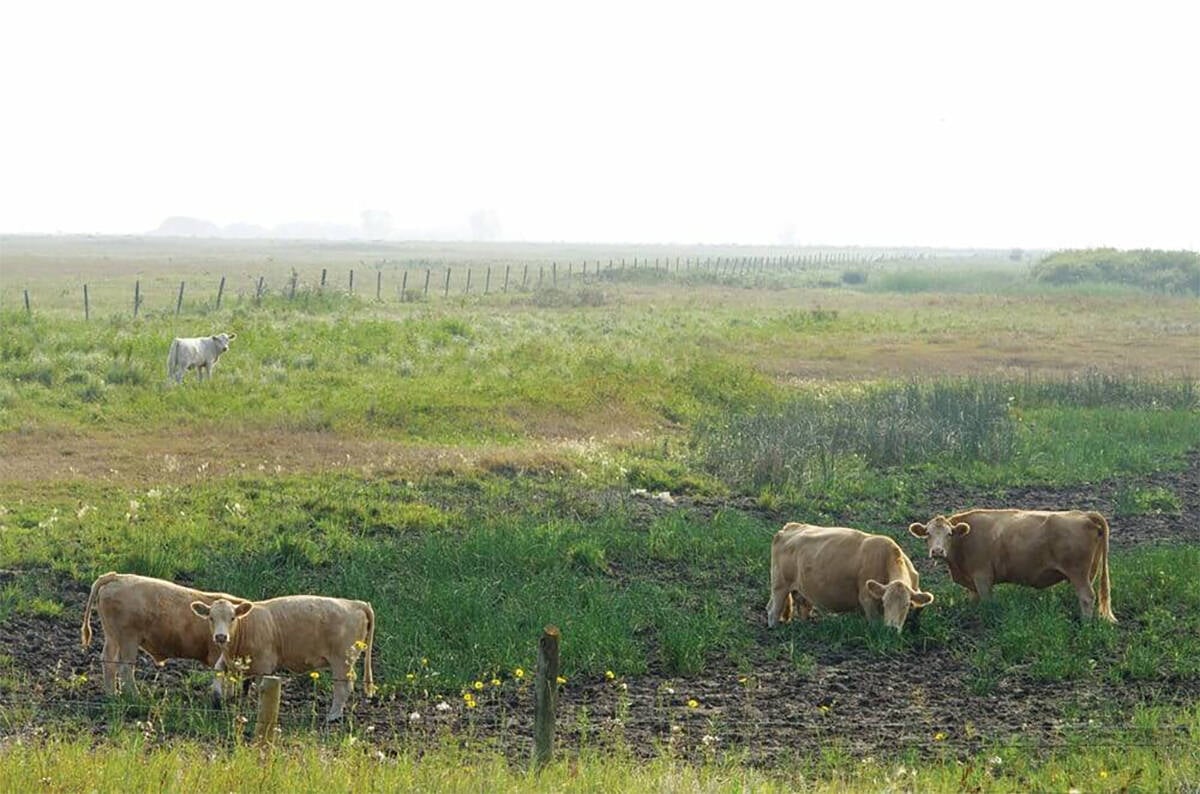 The federal and provincial governments announced measures to support Manitoba livestock producers who are being impacted by drought conditions by issuing faster payouts and providing an ability to defer loan payments. Photo: File

