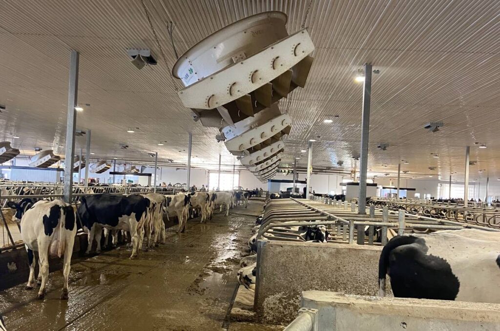 The interior of a modern dairy barn showing the fans on the ceiling to keep the cattle comfortable.