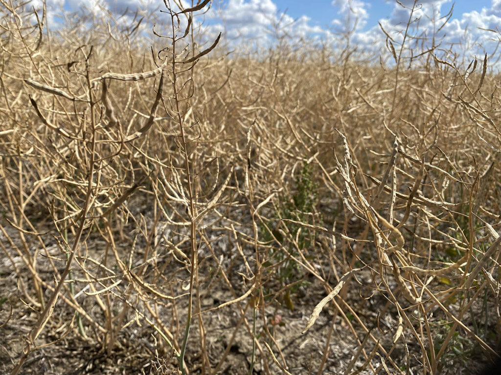 canola, drought