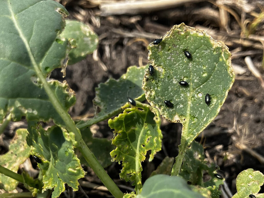 Entomologist tests trap crops and marigolds to repel flea beetles at an Ag in Motion
