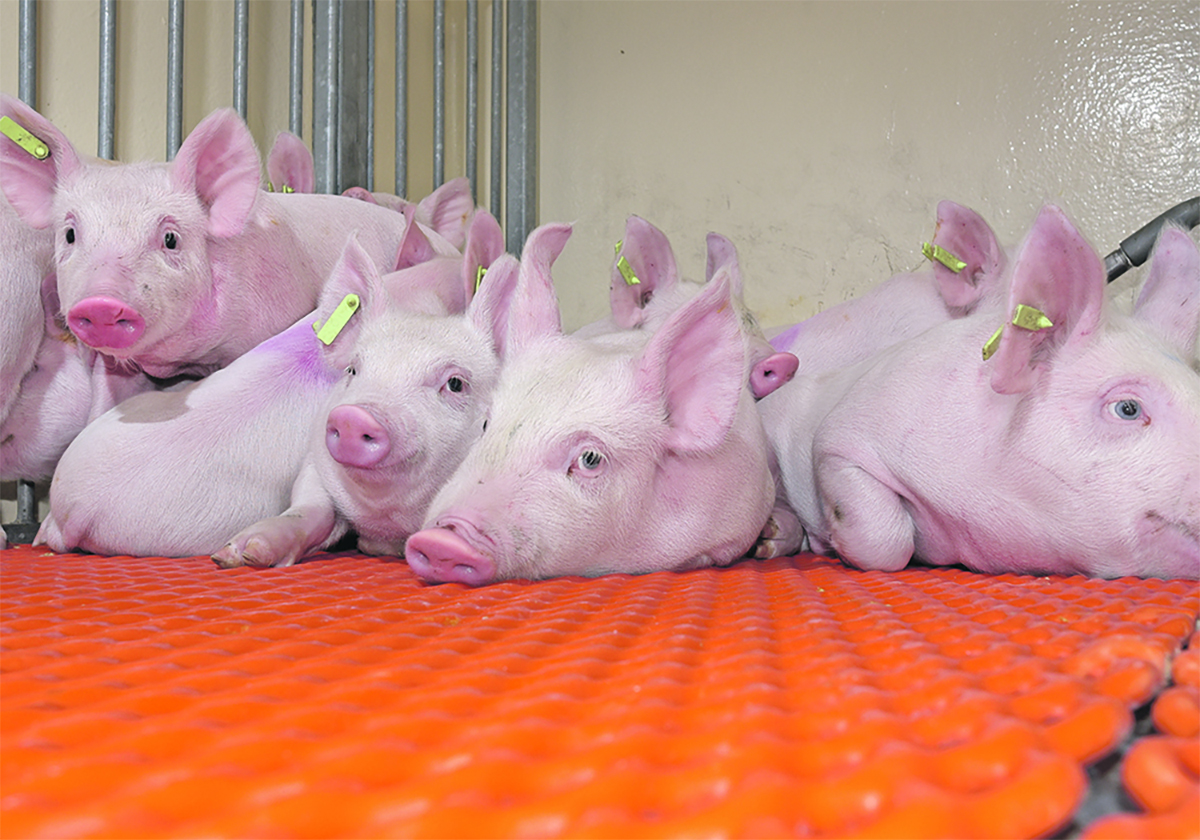 Piglets rest on an orange mat in a barn.