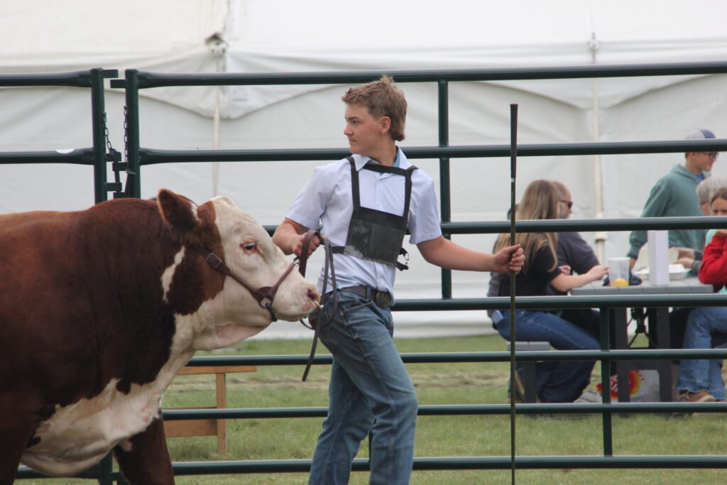 Alex Wood exhibits a bull at the Ag in Motion 2025 junior cattle show.