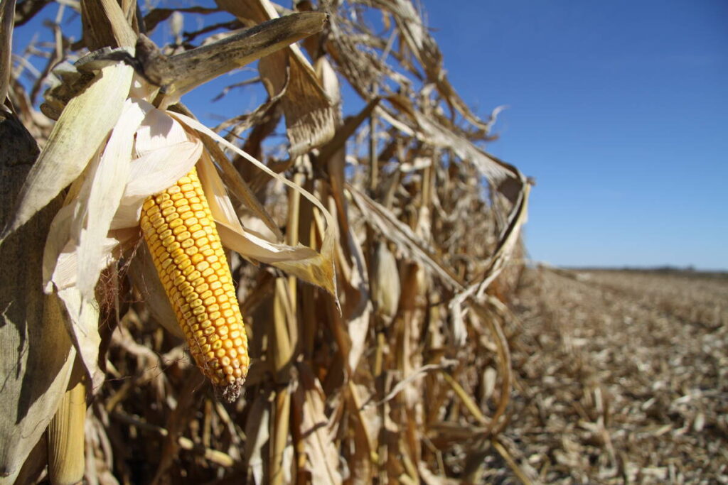 Grain corn acres are expected to jump slightly this year in Manitoba, possibly hitting 400,000 acres 
