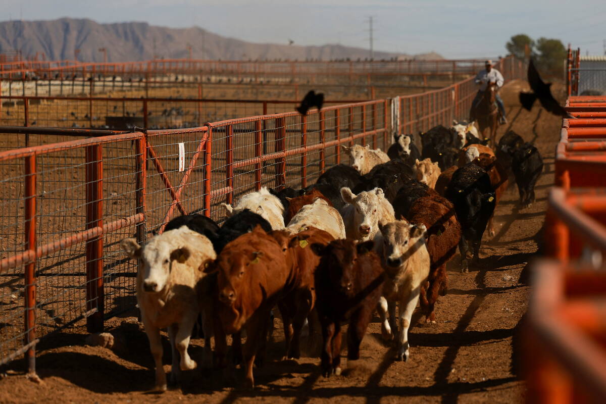 Cattle are herded by a worker to be returned in a trailer to their place of origin, after the United States halted imports of Mexican cattle due to the detection of a New World screwworm case, at the facilities of the Regional Livestock Union of Chihuahua at the Jeronimo-Santa Teresa border crossing, on the outskirts of Ciudad Juarez, Mexico, November 27, 2024. REUTERS/Jose Luis Gonzalez