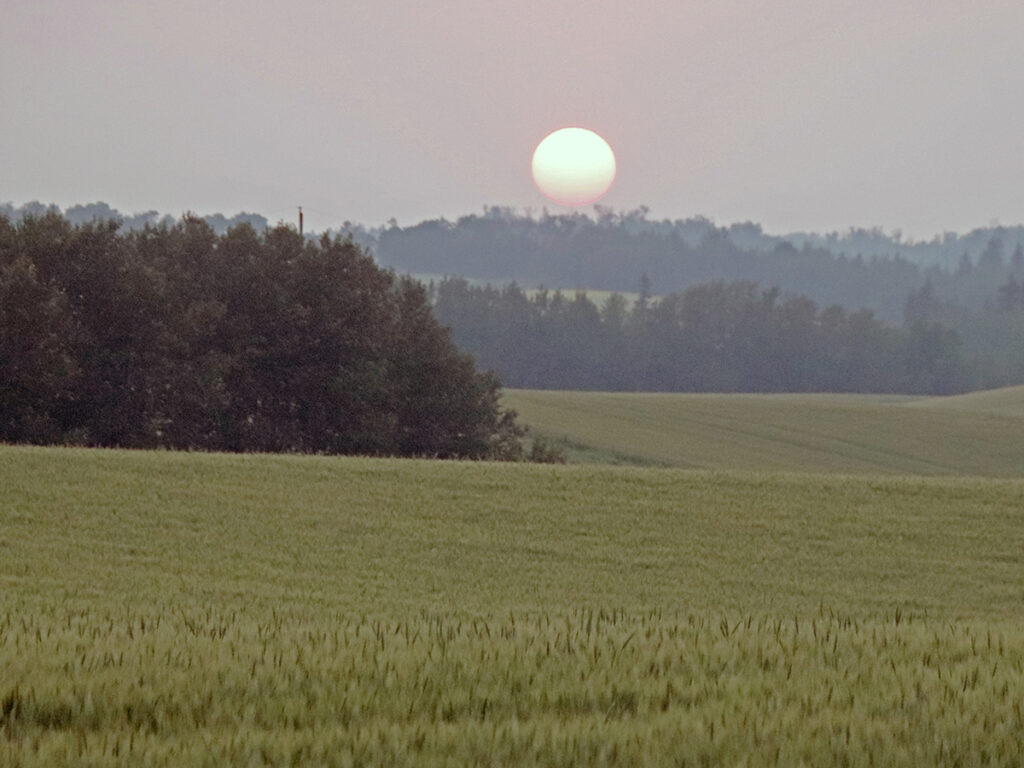 The outline of the setting sun is clearly visible over a smoky field of wheat with some trees in the distance.