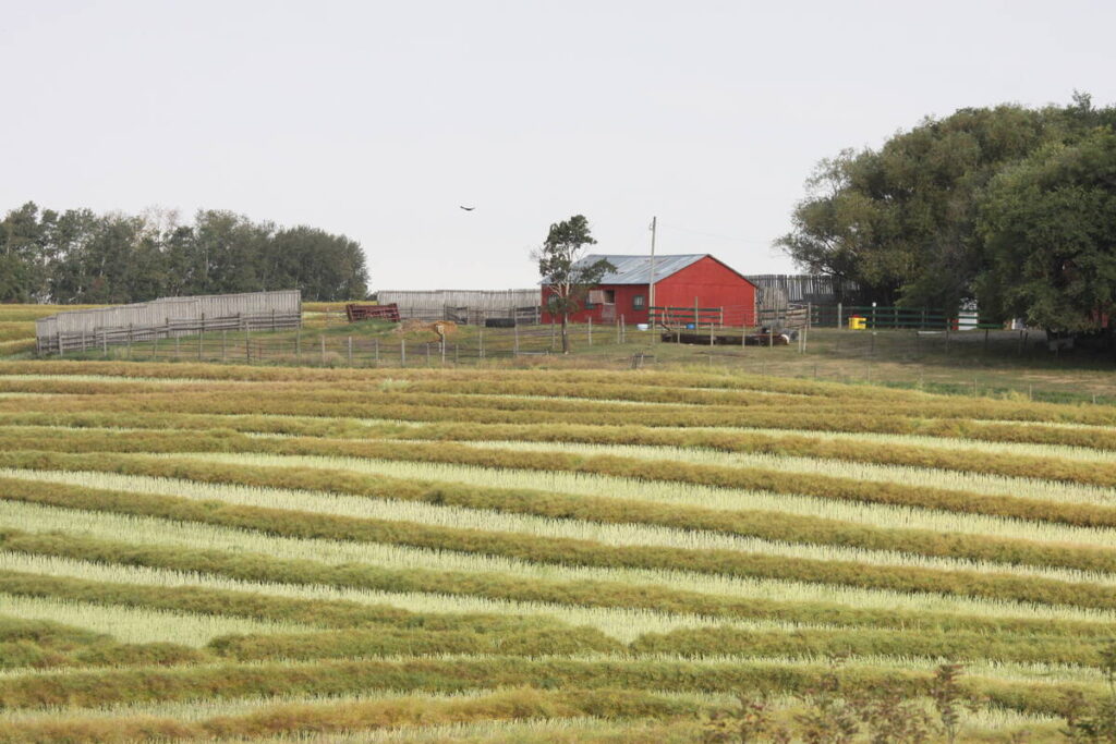 Canola swaths line a field south of Roblin, Man. along Highway 83.