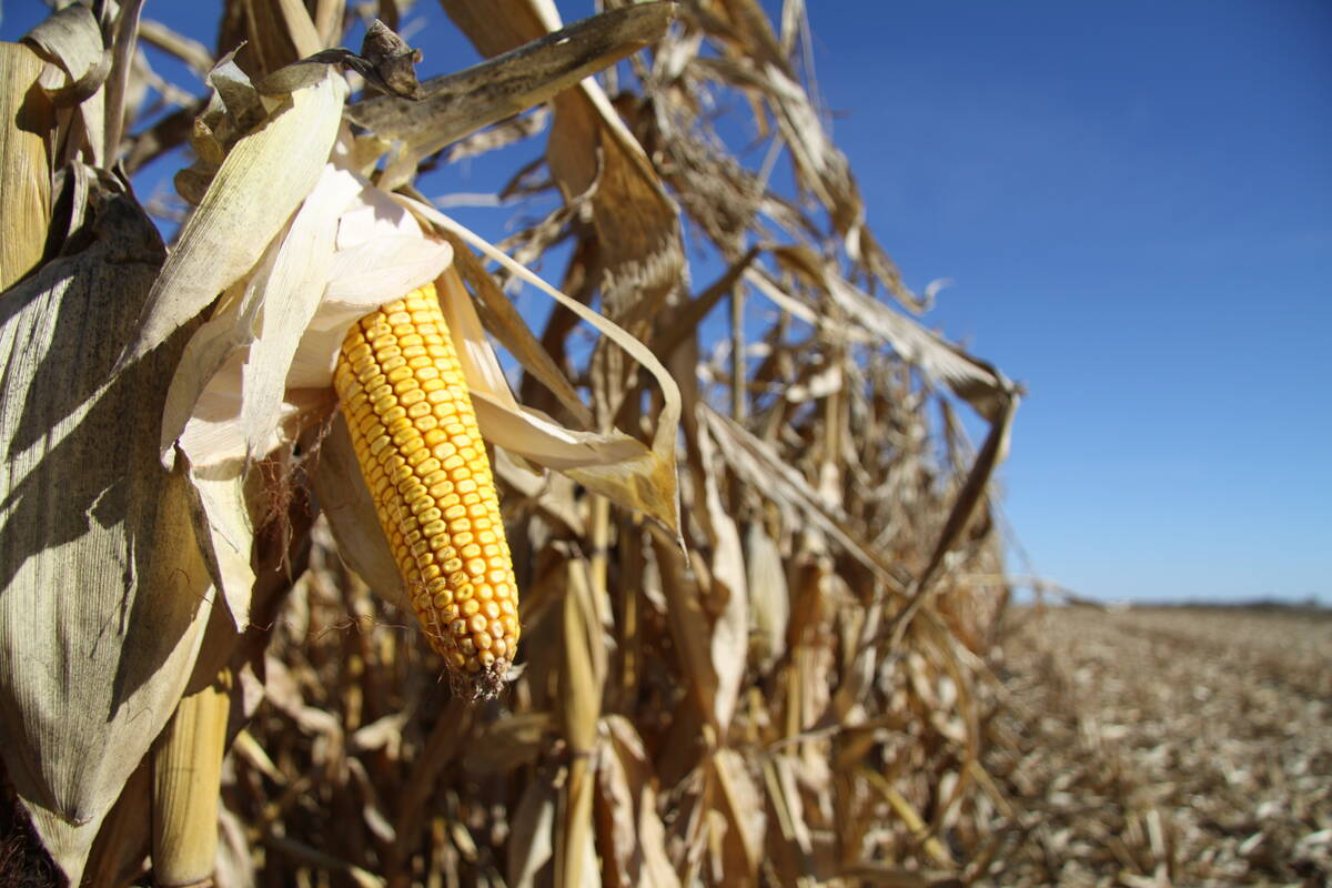 Close-up of a ripe cob or corn still on the plant with its husk pealed back to reveal its yellow kernels.