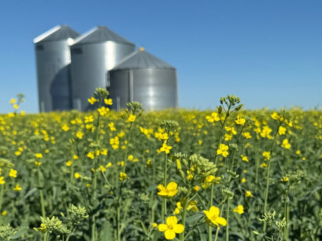 A low angle photo of some canola plants partilly flowering with three steel grain bins blurry under a blue sky in the background.