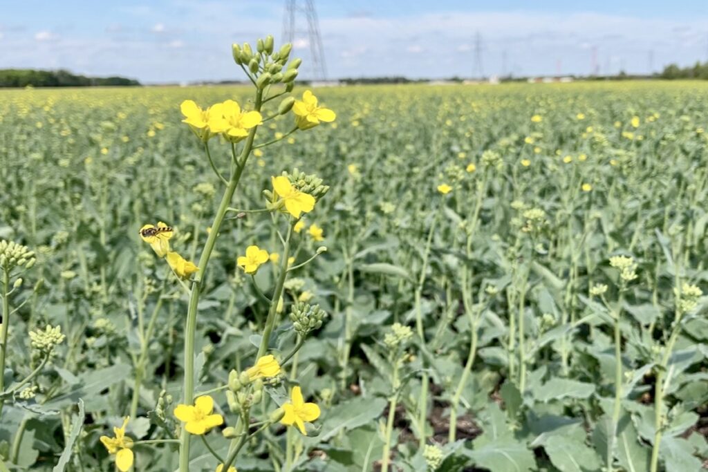 Manitoba Crop Report: Rains not enough to curb dryness